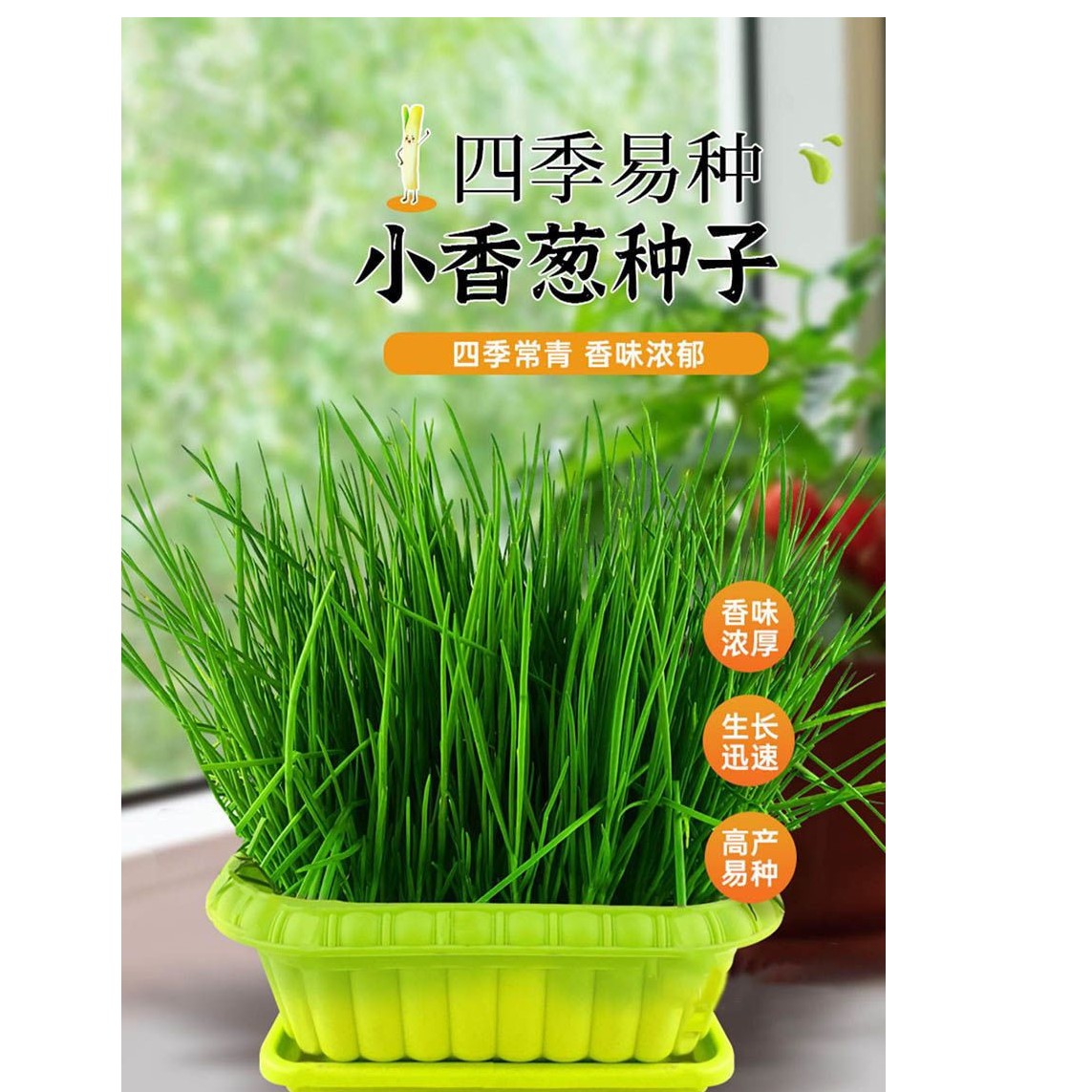 【新种子】四季小香葱种子四季生长小葱阳台盆栽家庭种植