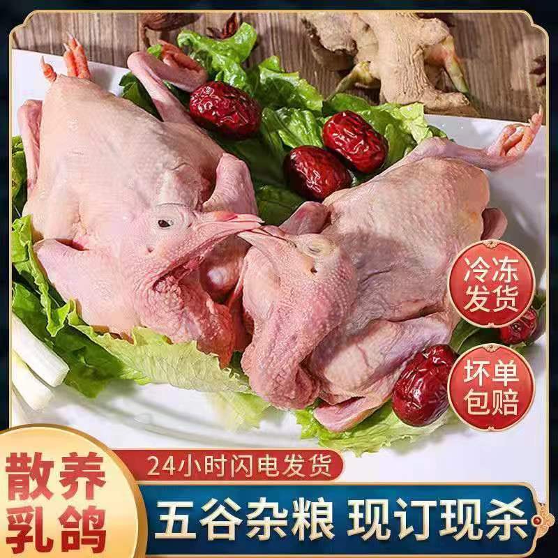 带内脏农家散养老鸽子现杀顺丰冷链滋补可炖汤