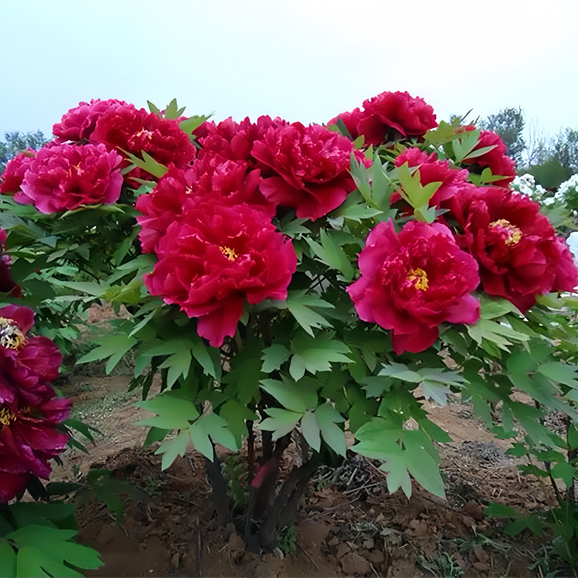 重瓣缠枝牡丹 攀爬植物基地直销 庭院美化耐热耐寒藤本宿根花卉