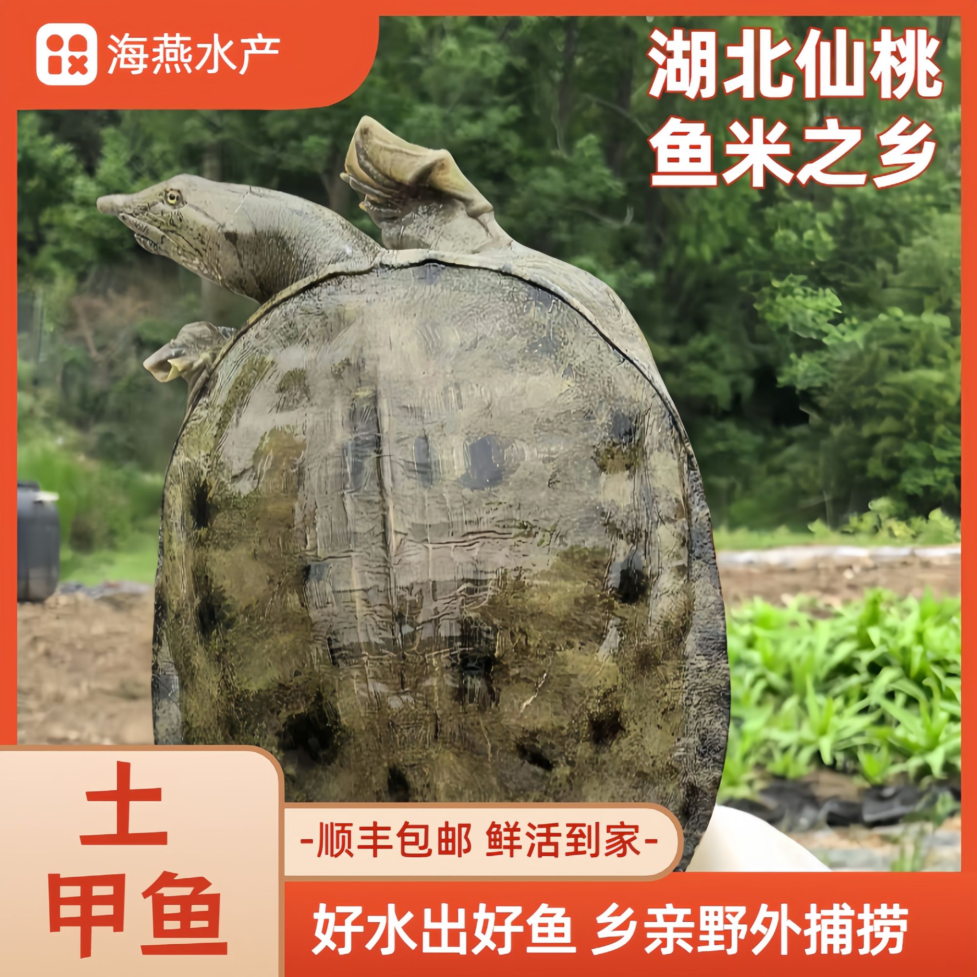 （直播选购）农村土货野外生长甲鱼团鱼老鳖食用水产品顺丰包活包邮