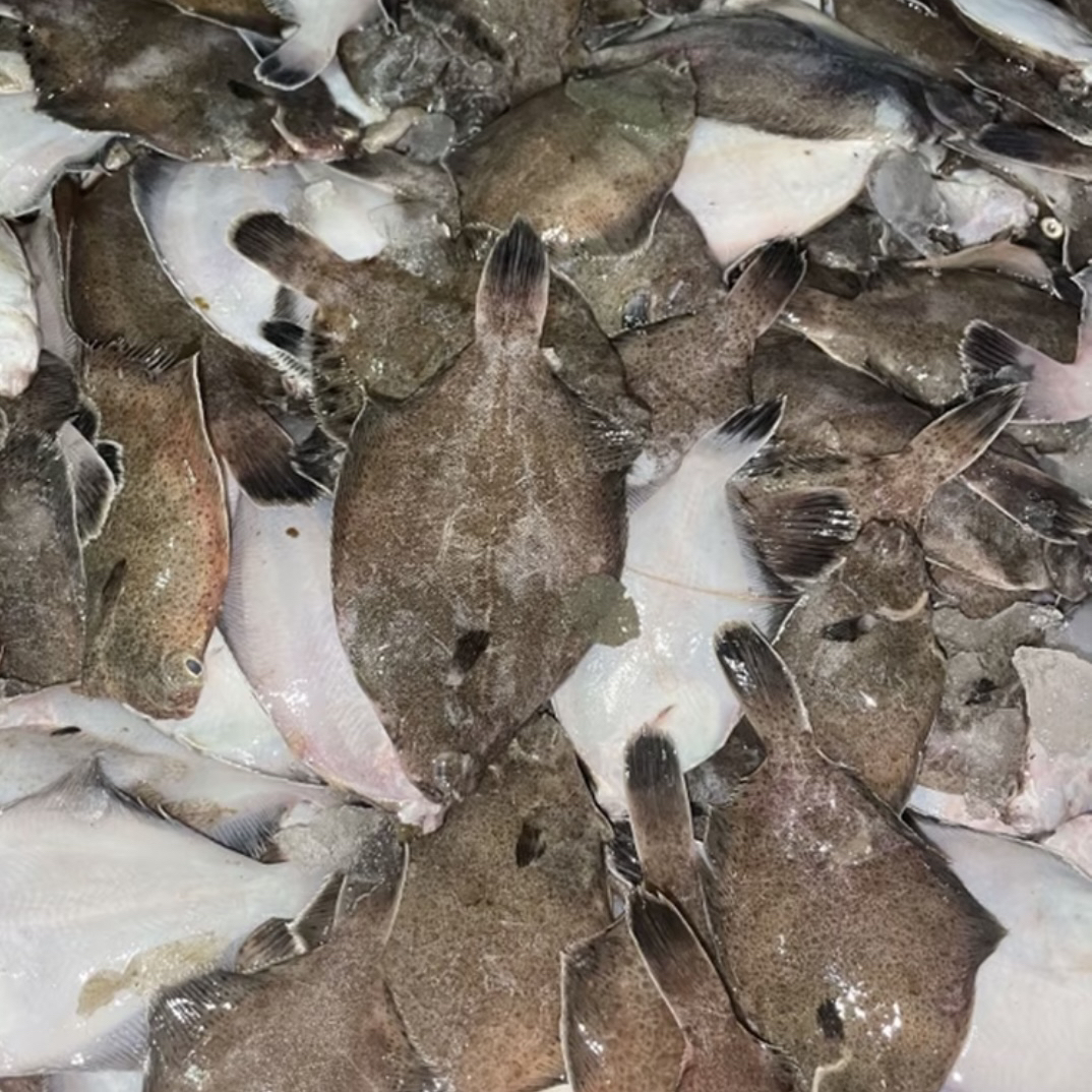 广东惠来神泉港土猪仔又称高眼鱼，多宝鱼，潮汕名鱼。肉质清香细嫩。