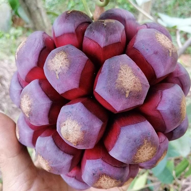 【顺丰现货】黑老虎布福娜恶魔果实酒饭团血藤果新鲜水果深山种植