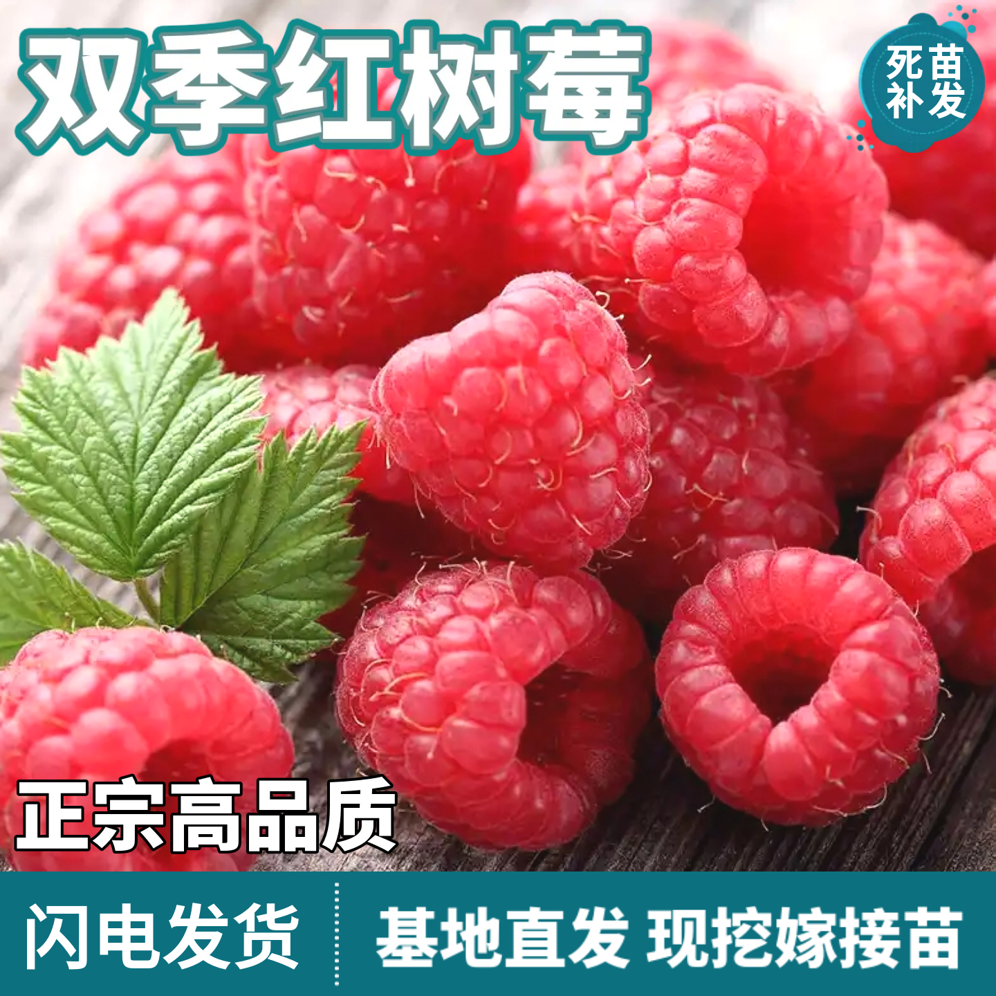 红树莓苗南北方双季覆盆子果树苗庭院阳台盆栽地栽种植苗当年结果