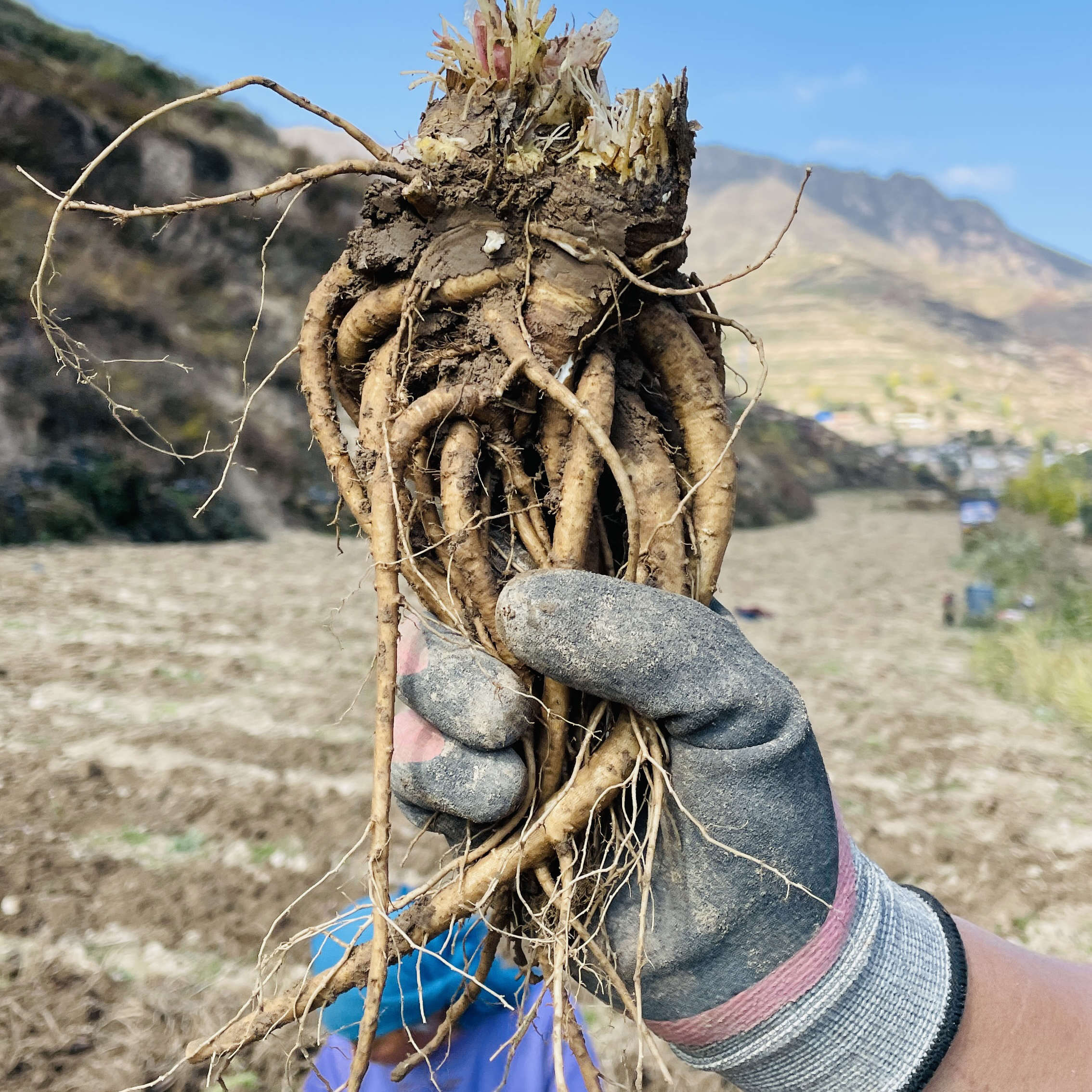 甘肃自家种植新鲜当归 煲汤炖肉 煮水泡水 滋补佳品