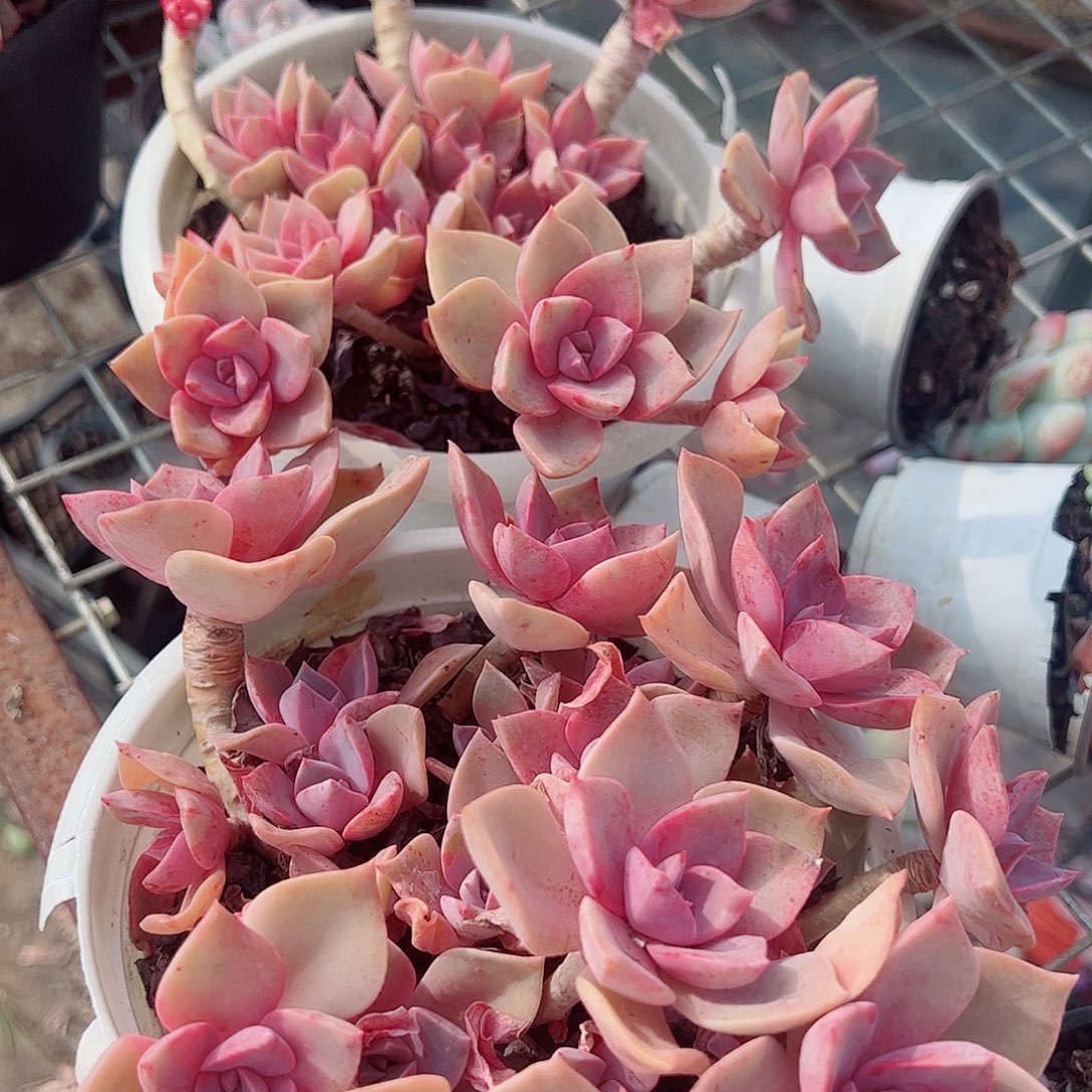 中国初恋多头造型精品二盆