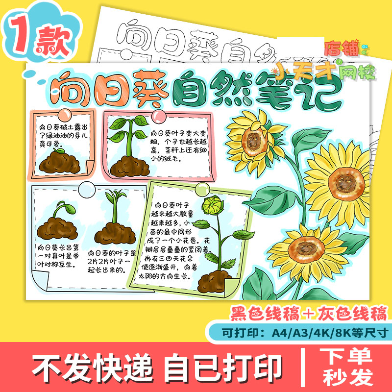 向日葵自然笔记手抄报电子模板小学生观察植物生长记录读书卡t792