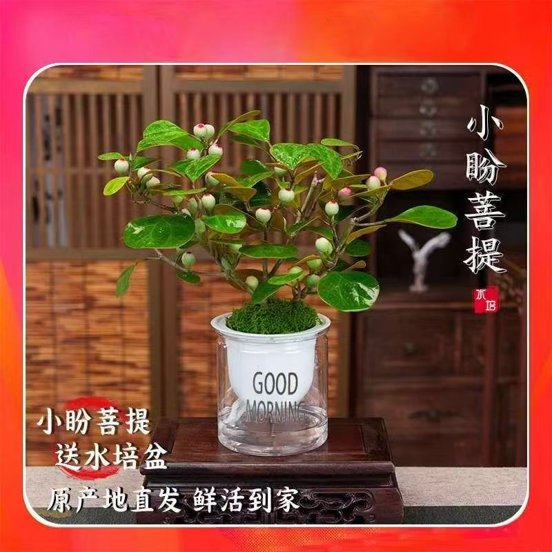水培小盼菩提带果老桩室内绿植花卉四季好养桌面水养客厅盆栽