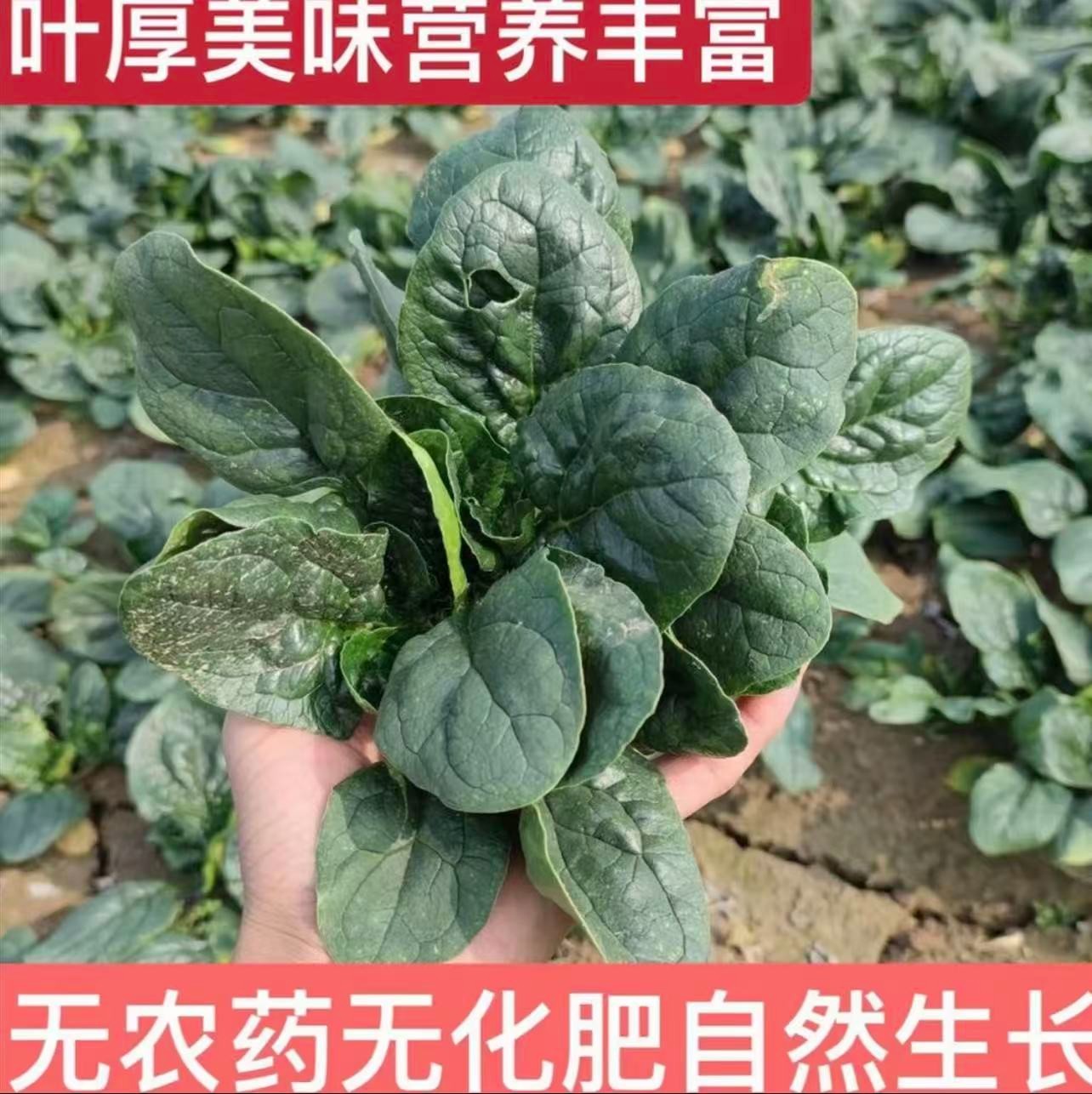河南露天霜打矮秆趴地菠菜新鲜现挖现发火锅蔬菜红根农家菜生鲜