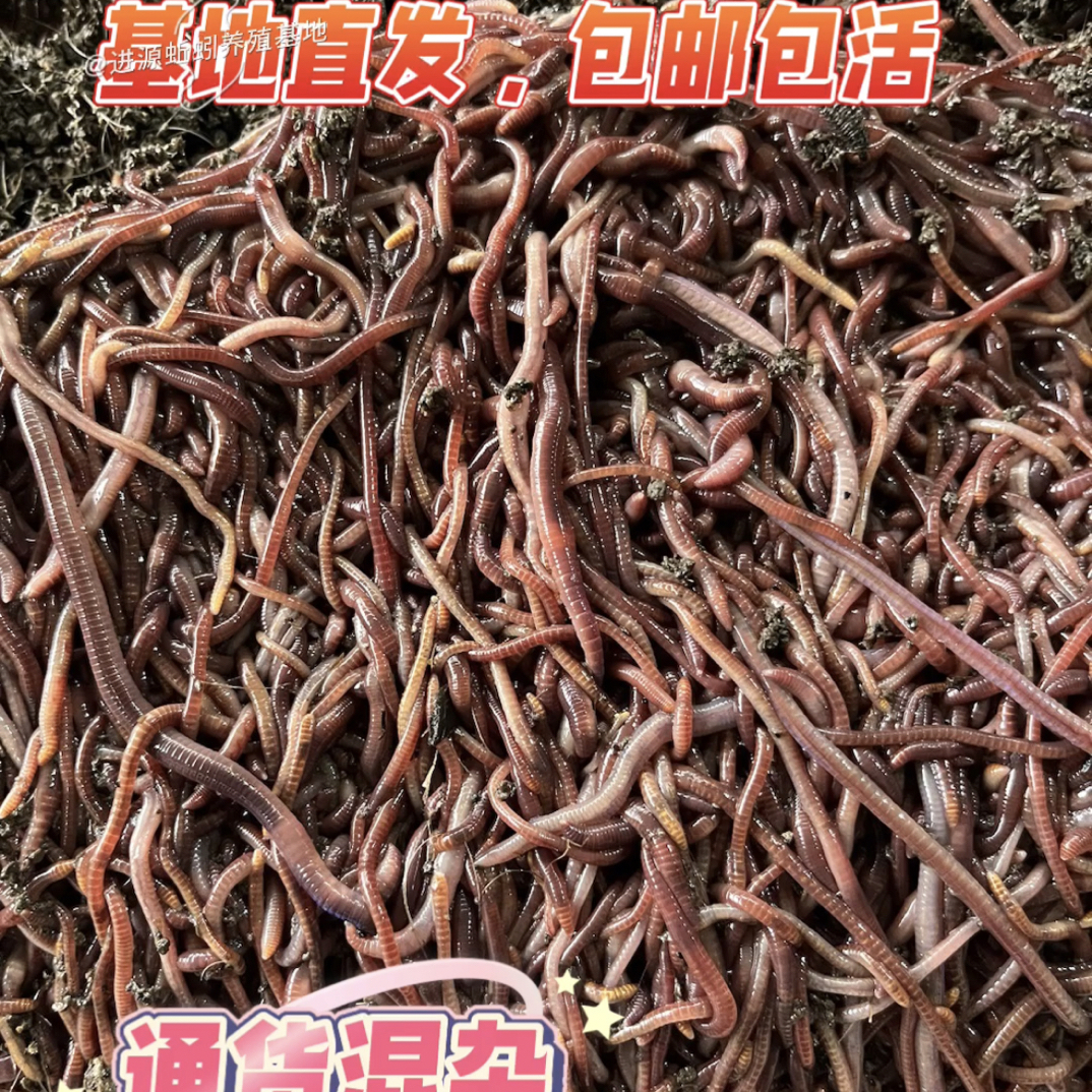 (鲫鱼、蚯蚓拉饵)混养牛粪蚯蚓(大平二号)+(紫蚯蚓中小号)混养发货