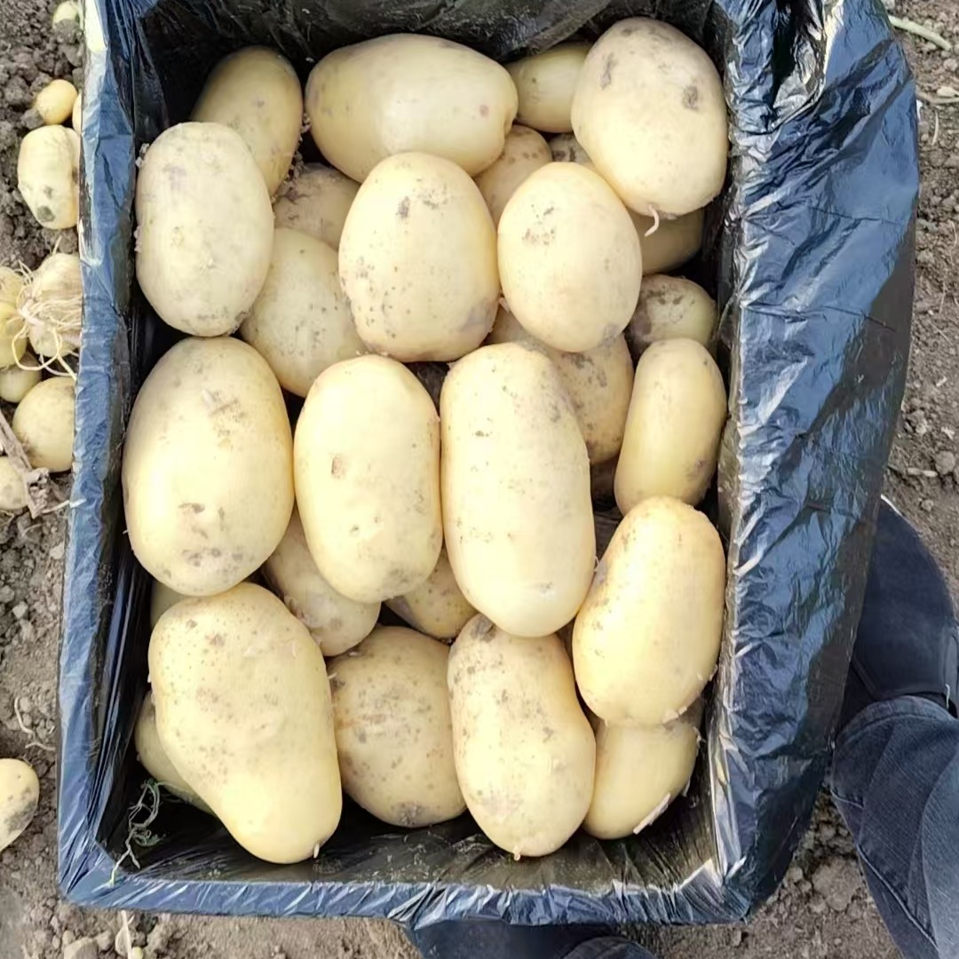 贵州高山沙地新鲜黄皮黄心土豆软糯沙面当季蔬菜