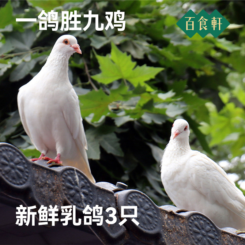 【百食轩】 乳鸽鸽子肉生鲜正宗新鲜现杀乳鸽孕妇营养鸽子350g*3只