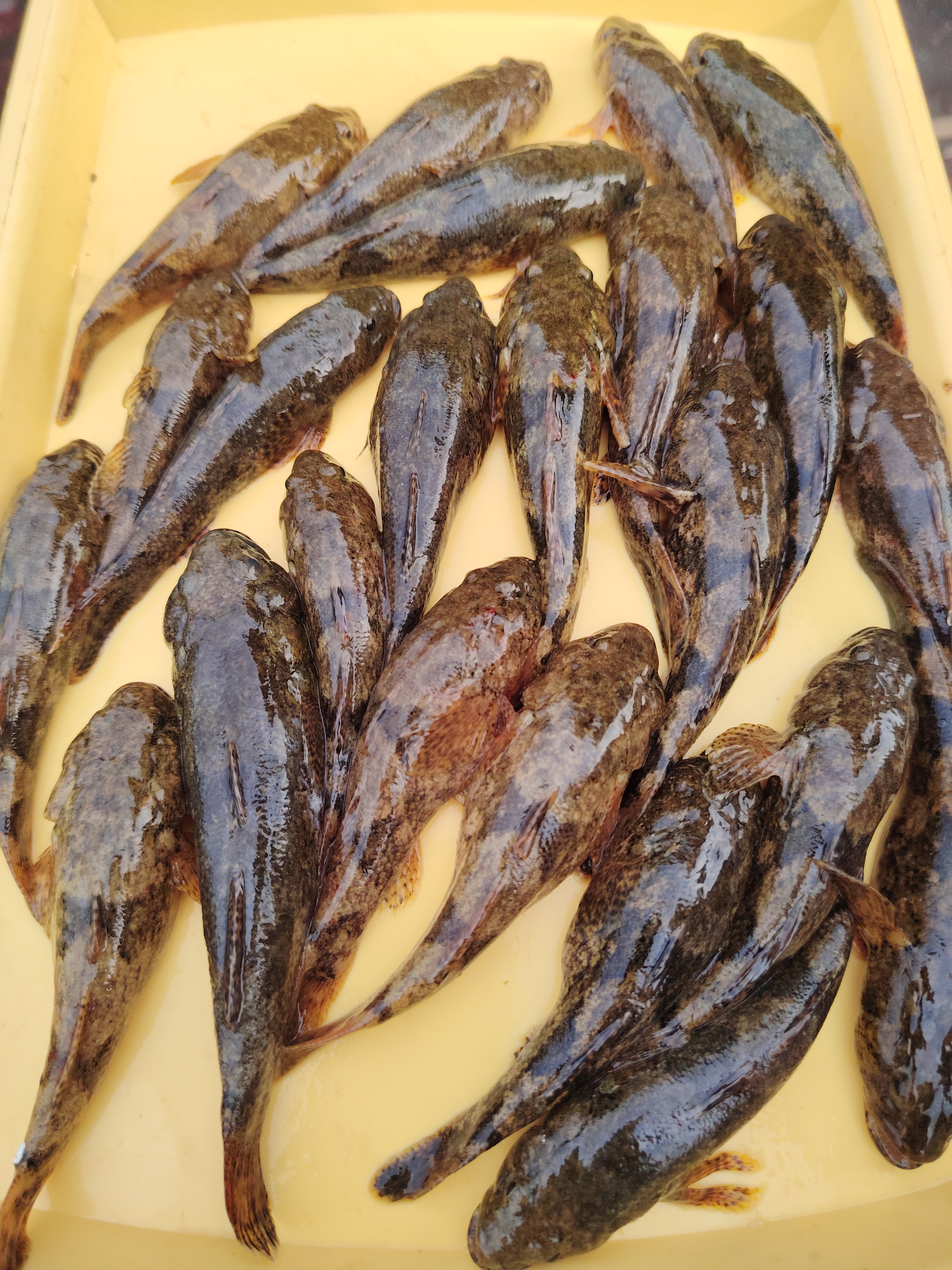 东北野生瞎嘎子鱼淡水鱼鲜活速冻保鲜不保活顺丰包邮