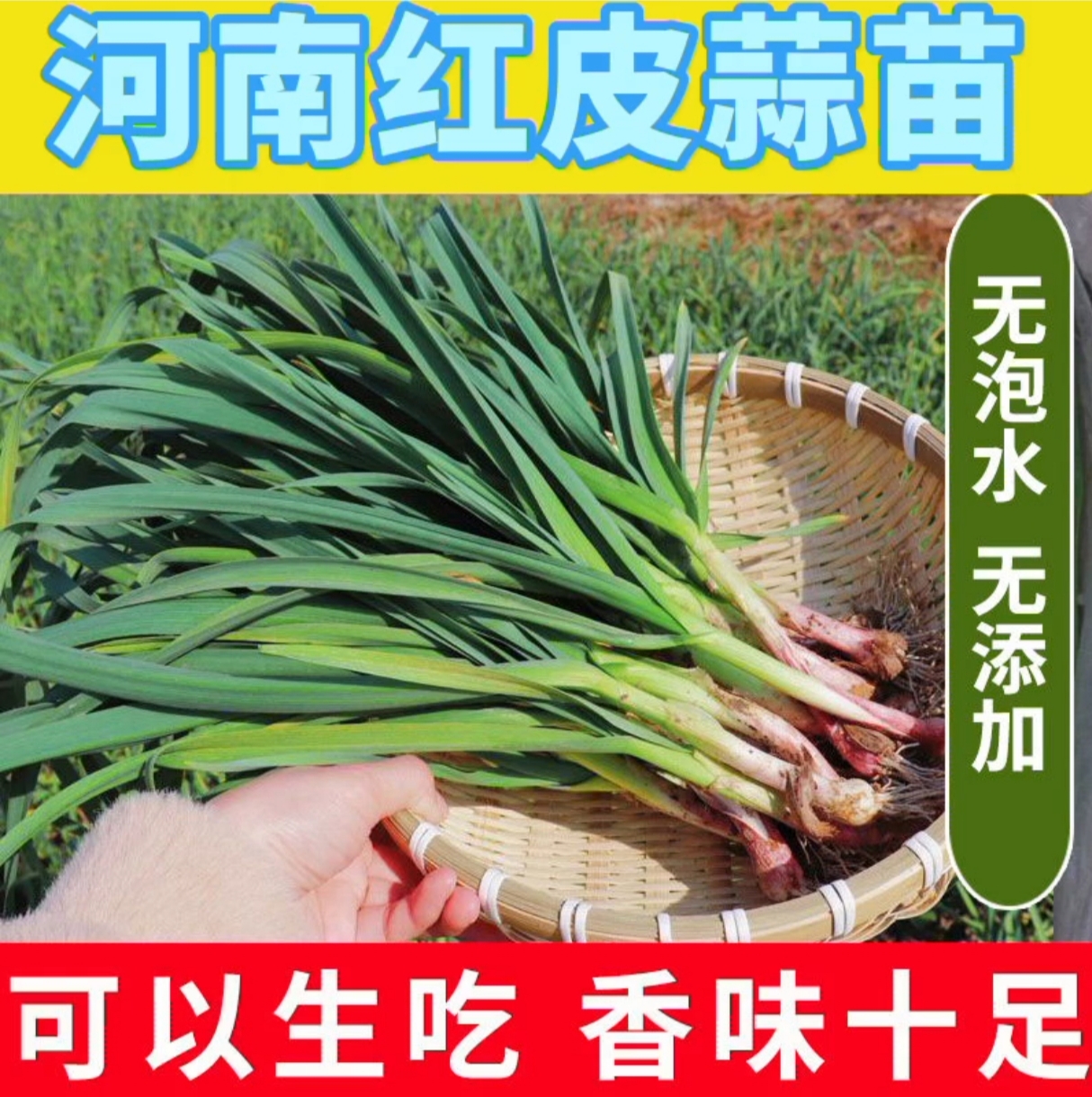 河南固始红皮蒜苗露天农家蒜苗涮火锅炒腊肉腌蒜杆