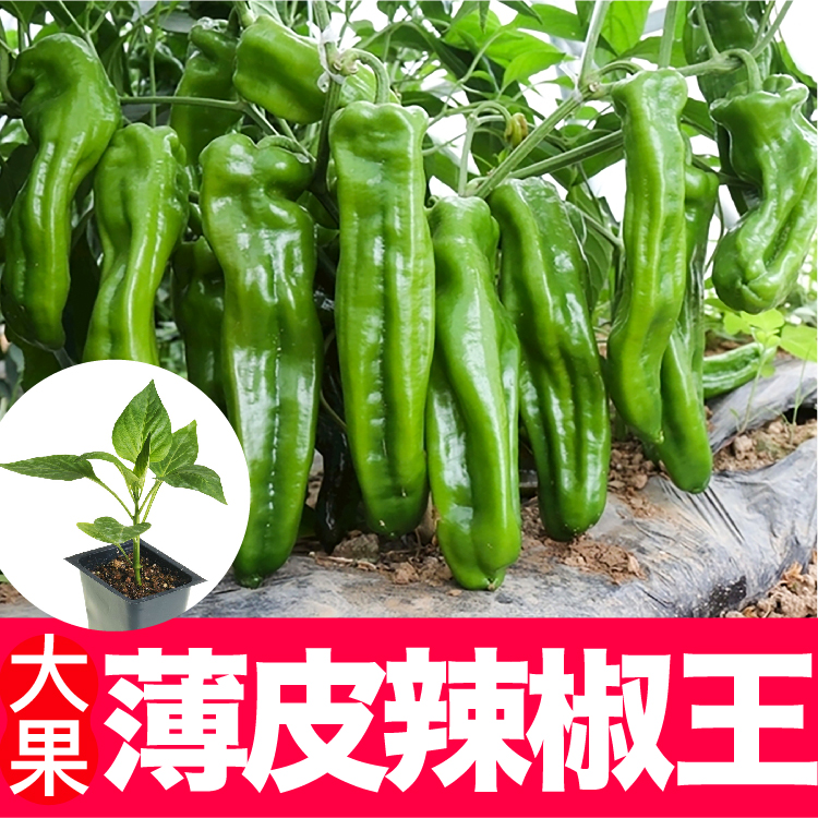 薄皮辣椒苗秧青椒苗线椒尖椒朝天椒甜椒螺丝椒盆栽蔬菜苗
