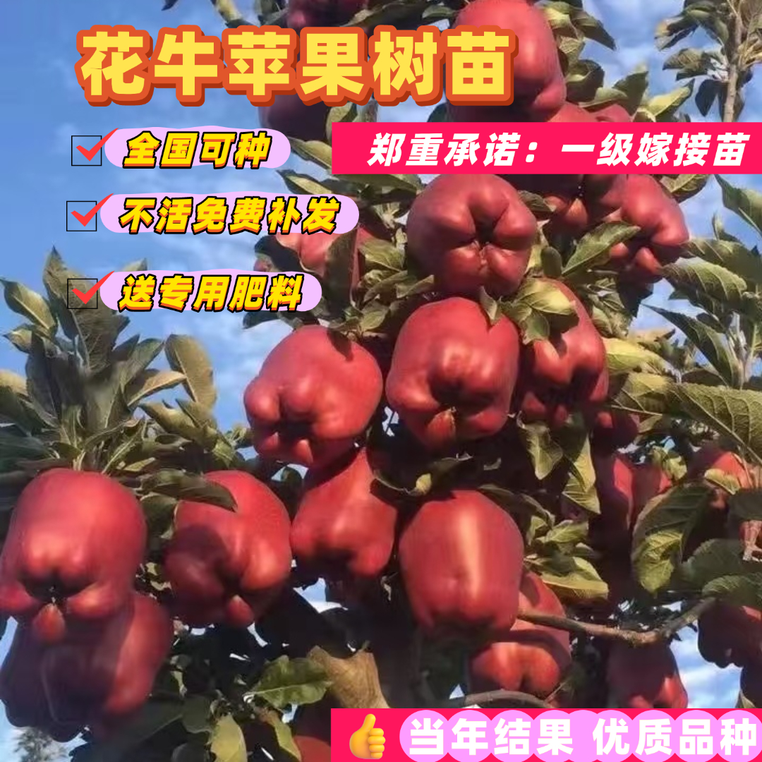 【正宗花牛苹果树苗】耐寒耐热脆甜苹果树苗盆栽地栽当年结果