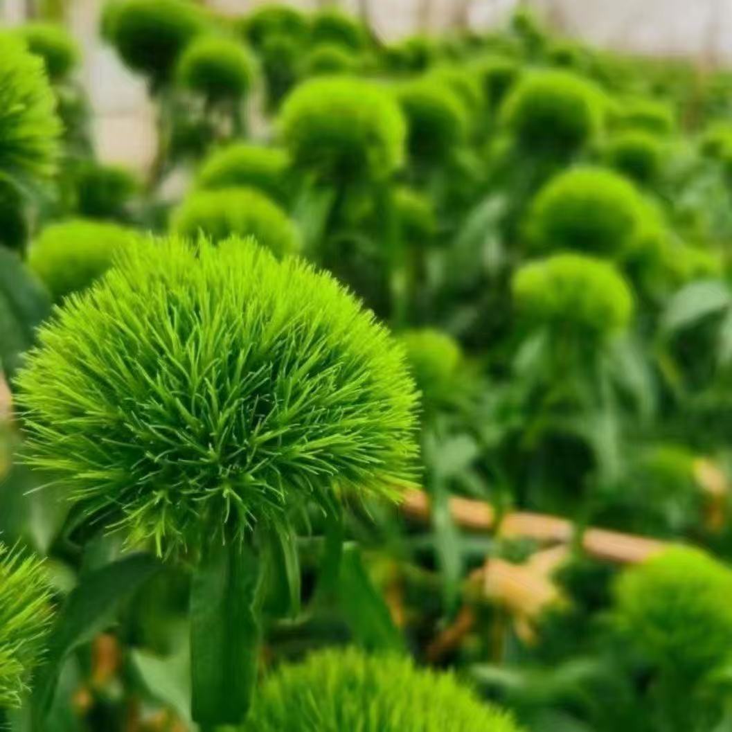 绿毛球鲜切花基地包邮婚庆配花配草节日鲜花花束新鲜
