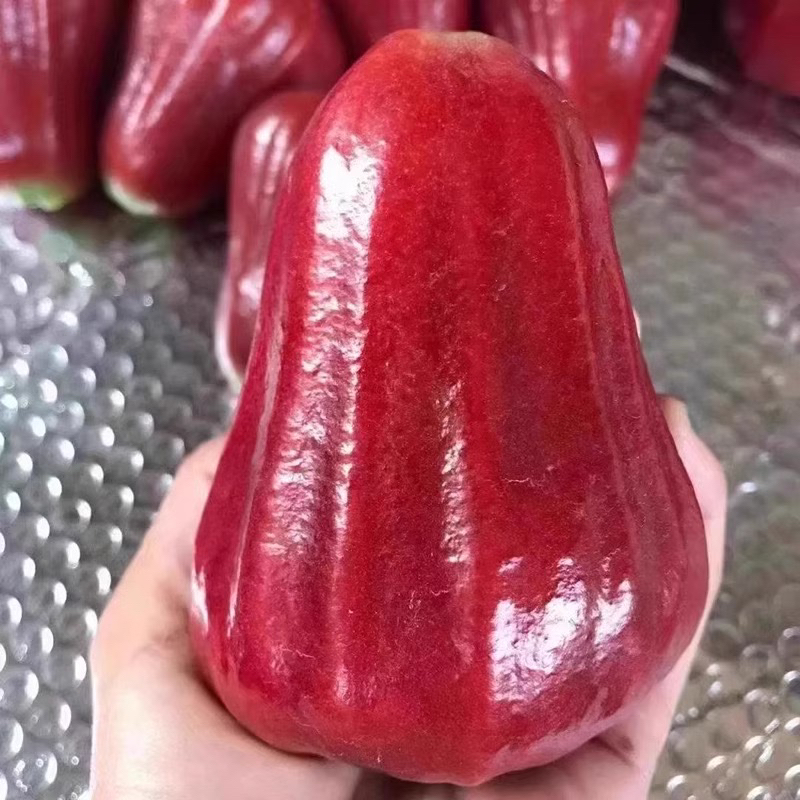 泰国黑金刚莲雾热带孕妇水果精选整箱现摘现发仙女果补水