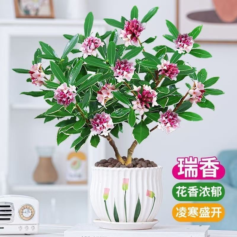 金边瑞香浓香型花开半夏耐寒室内客厅好养花卉鲜花植物带花苞茶花