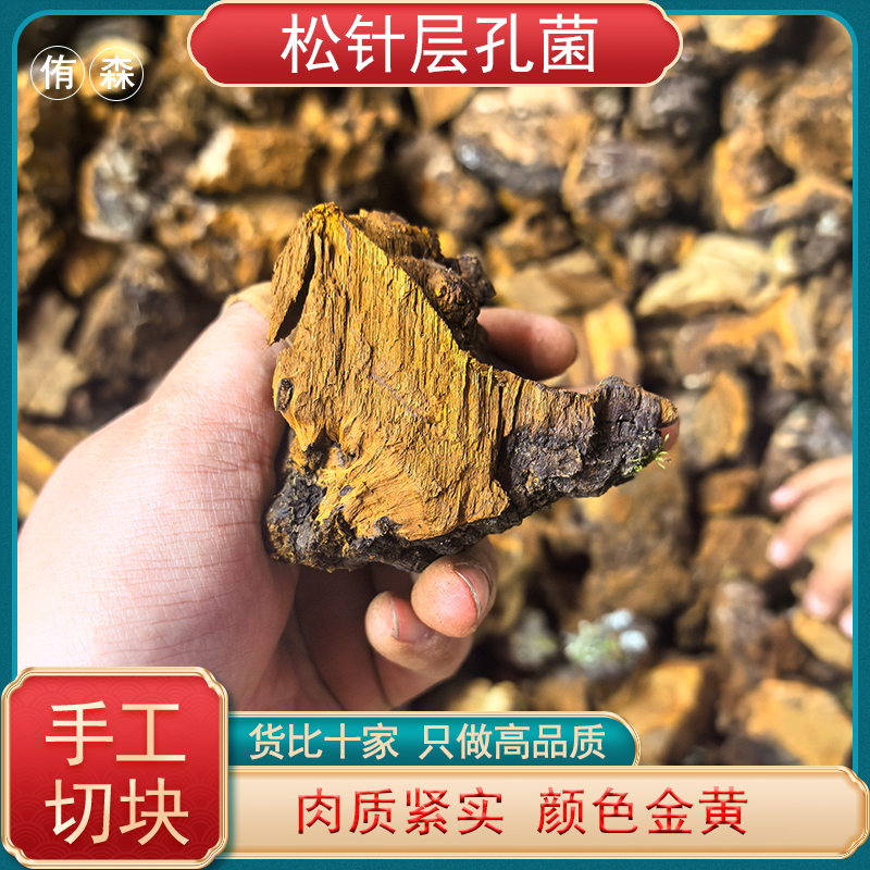 西藏 松针层孔菌 松树灵芝 桑黄切块