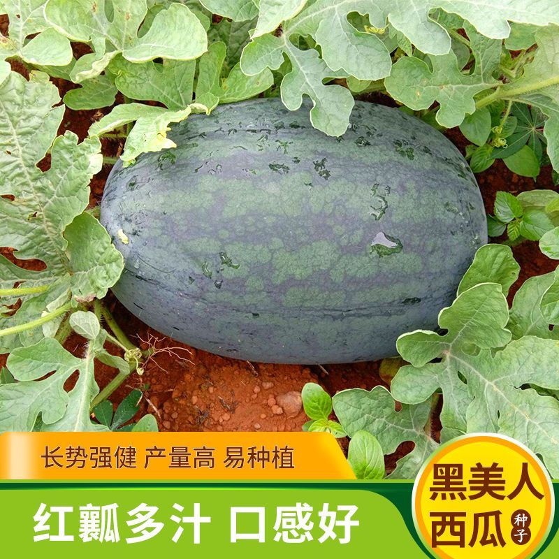 （装）*懒汉黑美人大果型黑巨霸西瓜籽巨型黑皮西瓜种子超甜红