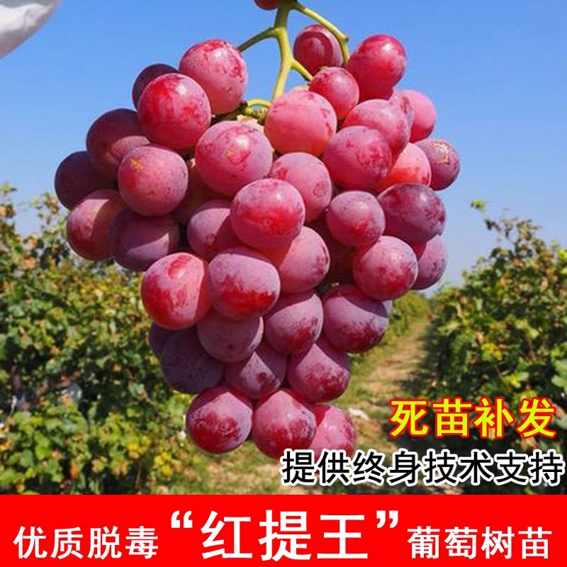 嫁接红提王葡萄树苖美国无籽红提葡萄苗北南方种植当年结果果树苗