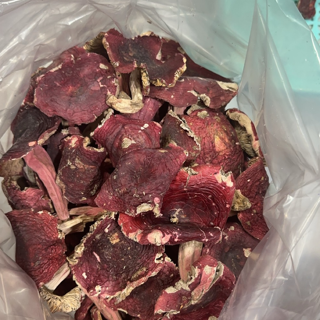 福建龙岩（精品开菇）