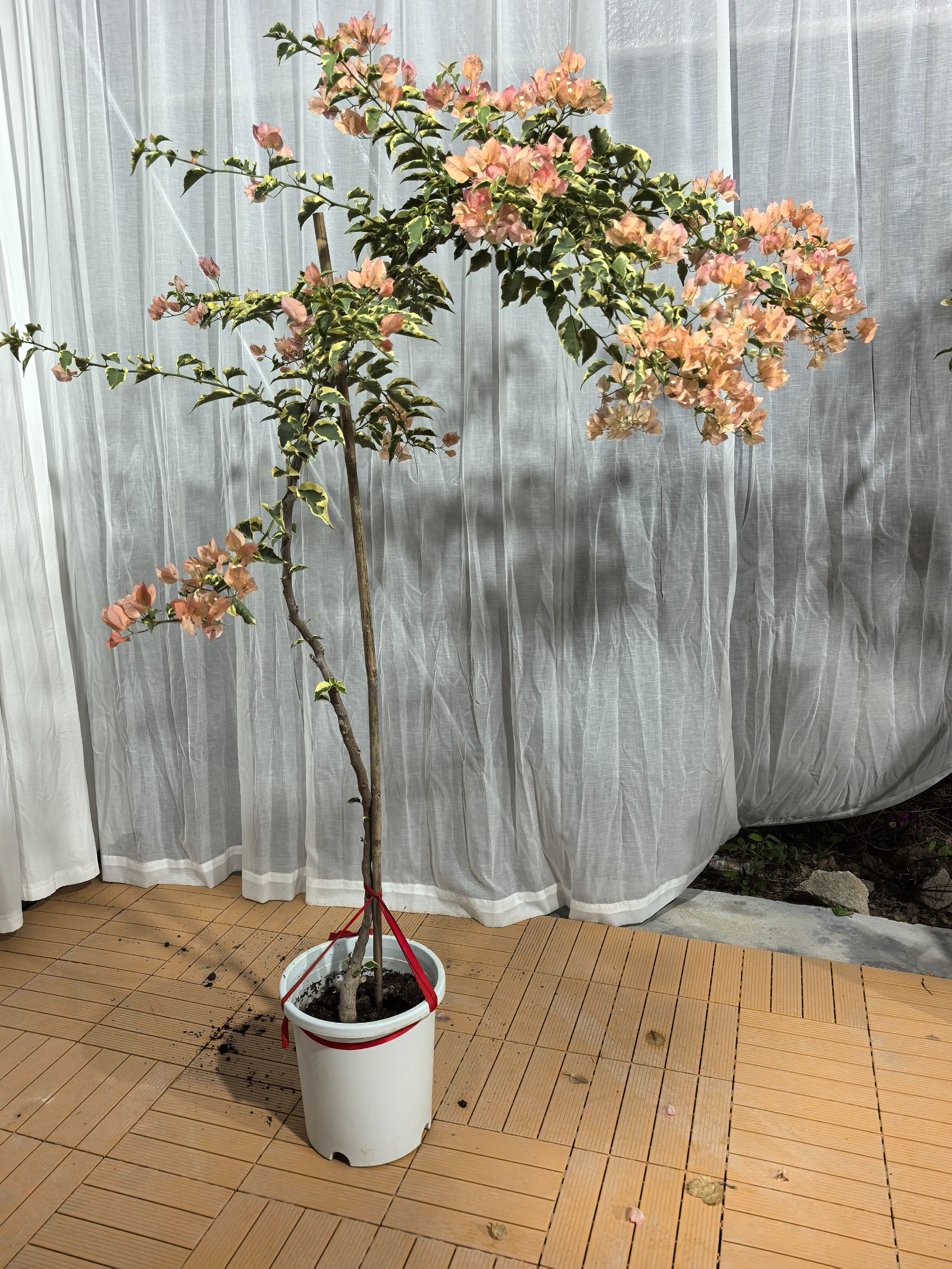 馨馨三角梅原生老桩勤花好养花色艳丽庭院阳台高飘系列