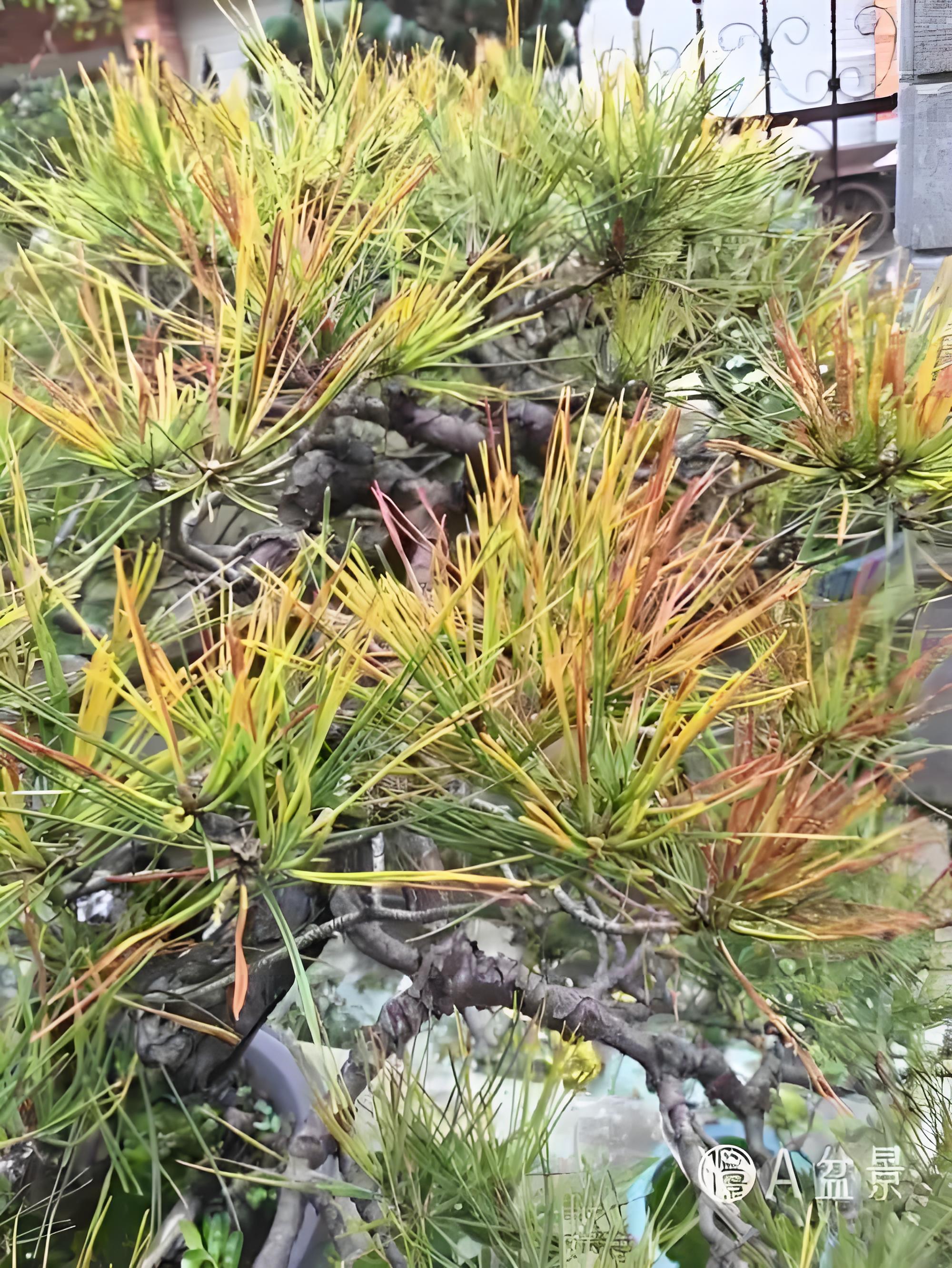 黑松盆景罗汉松等杂木盆景白粉，锈斑，红蜘蛛，钻芯虫，线虫病