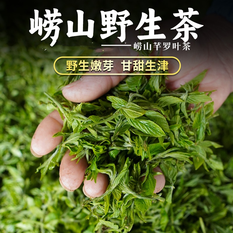 崂山野生茶酸枣叶茶芊罗叶茶青岛崂山特产新鲜采摘2025春茶