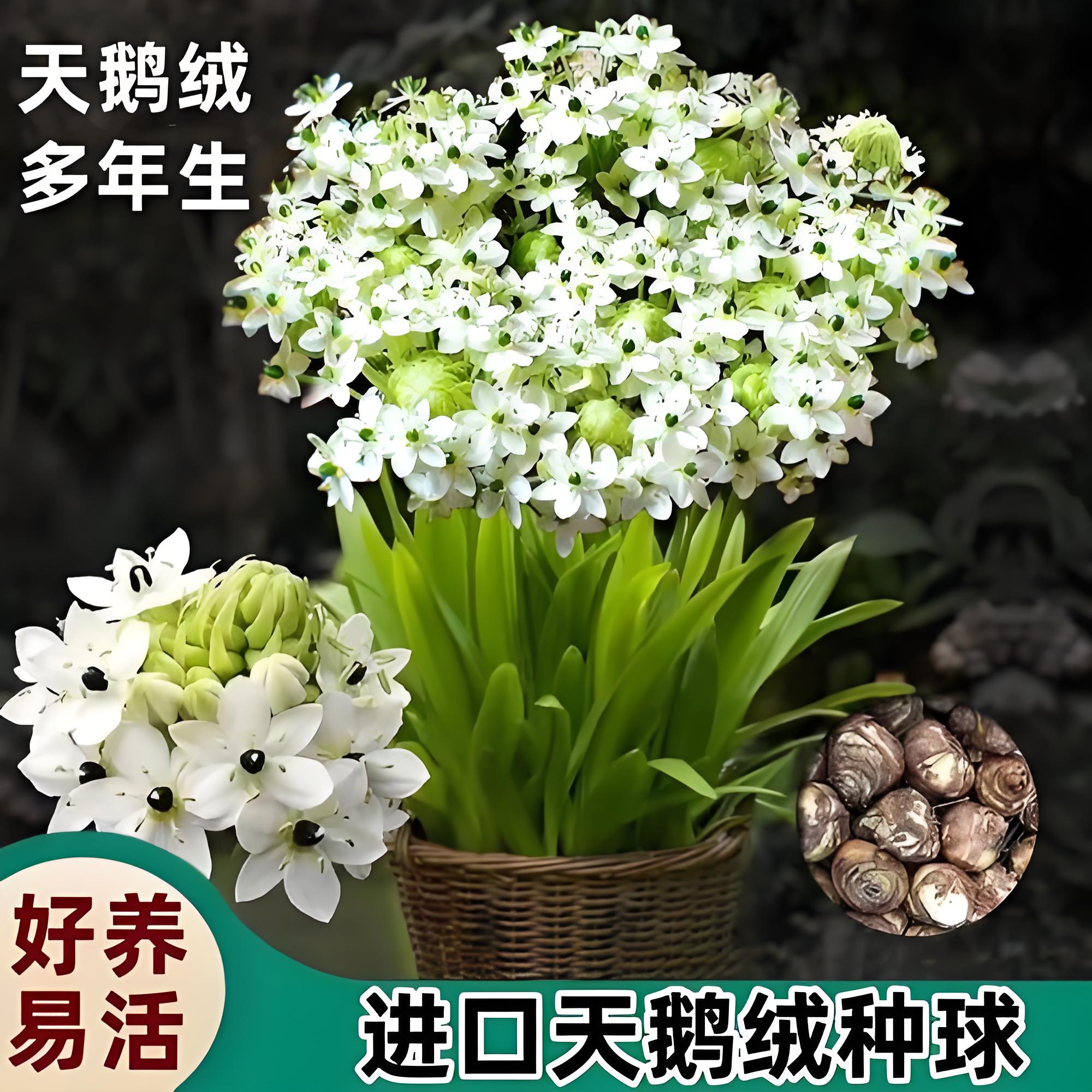 天鹅绒种球伯利恒之星盆栽浓香型四季开花耐热耐寒好养活夏季开花