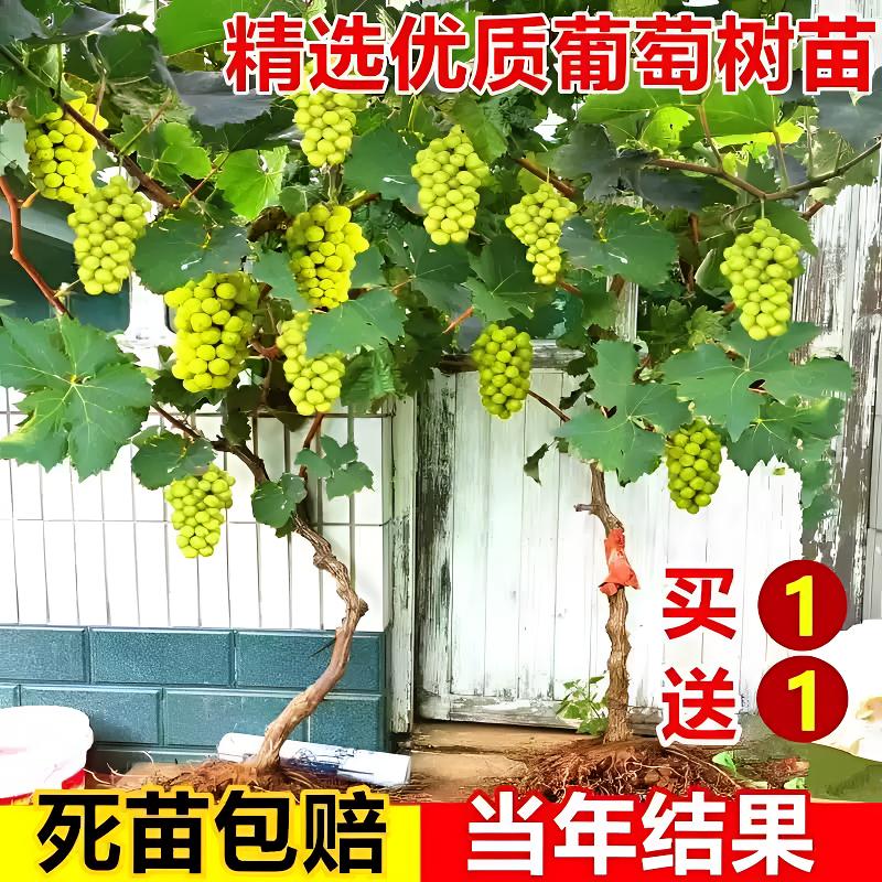 无籽葡萄树苗巨峰葡萄树蓝宝石阳光玫瑰果树苗盆栽地栽庭院种植
