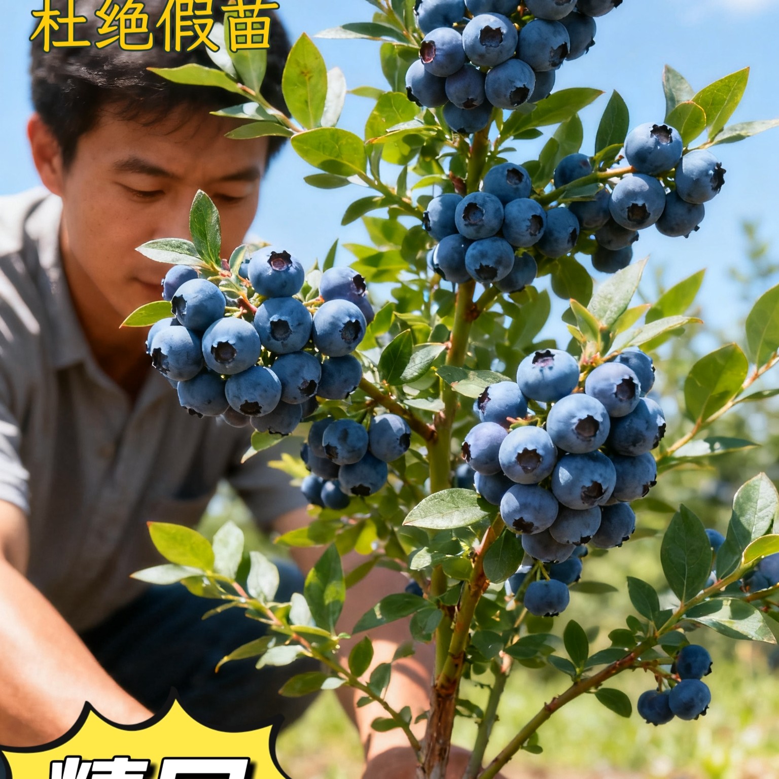 大果蓝莓树阳台小院都可以