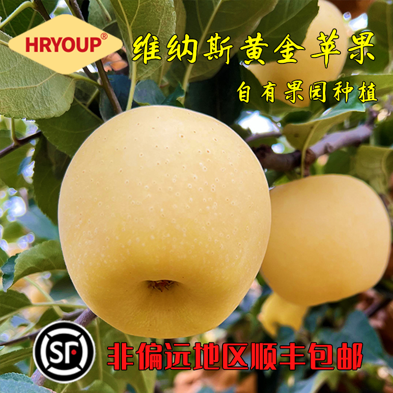 HRYOUP正宗维纳斯黄金苹果烟台发货香脆纯甜多汁果锈雀斑应季水果