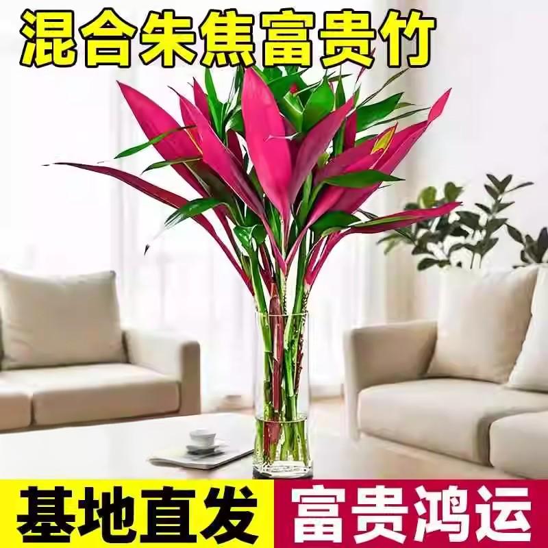 【基地精选】鸿运竹富贵竹混搭 室内办公室绿植花卉四季水养