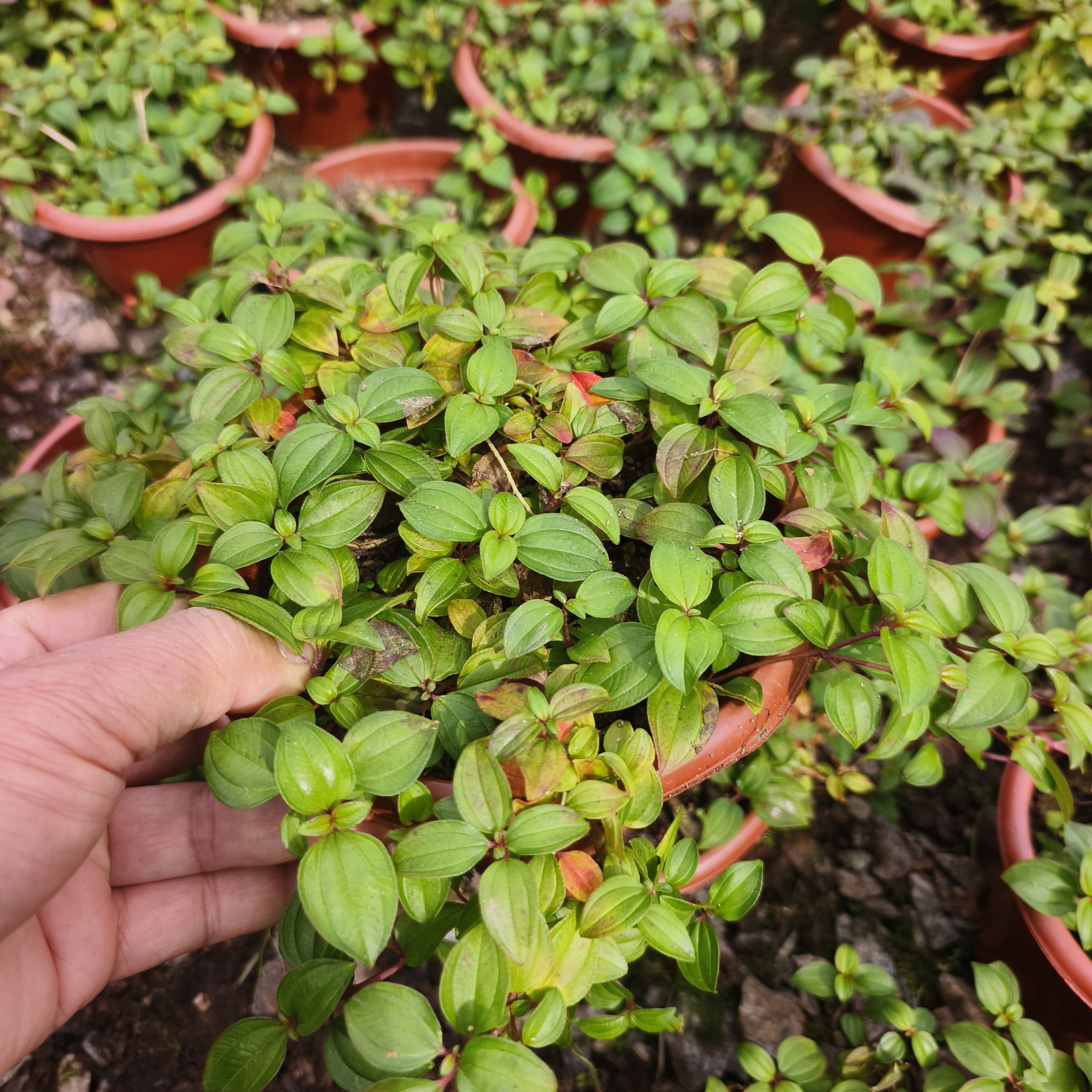 地稔盆栽，桌上花果园！赏花吃果，健康药用！盆景