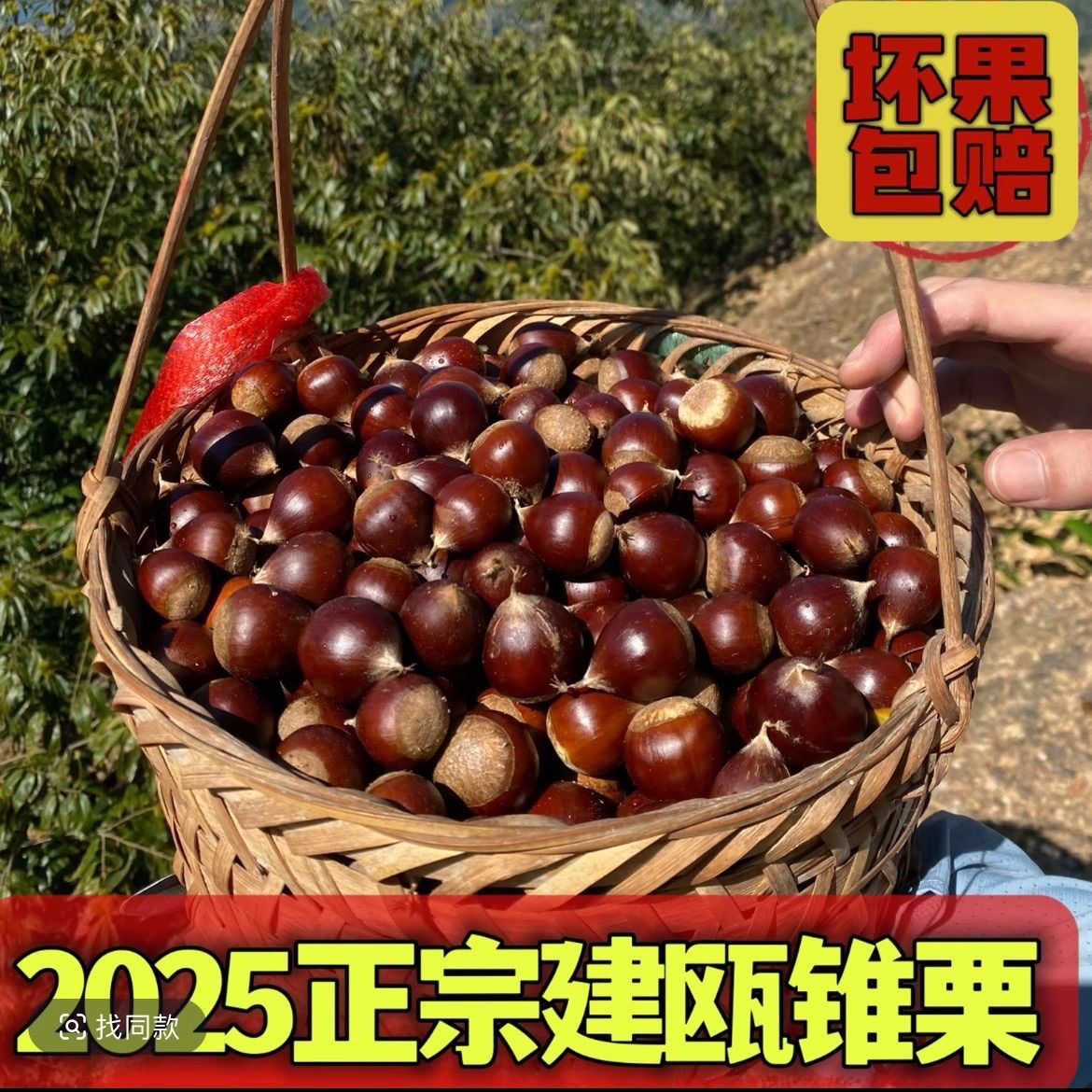 福建正宗建瓯锥栗带壳甜糯好剥美味新鲜生板栗零食坚果
