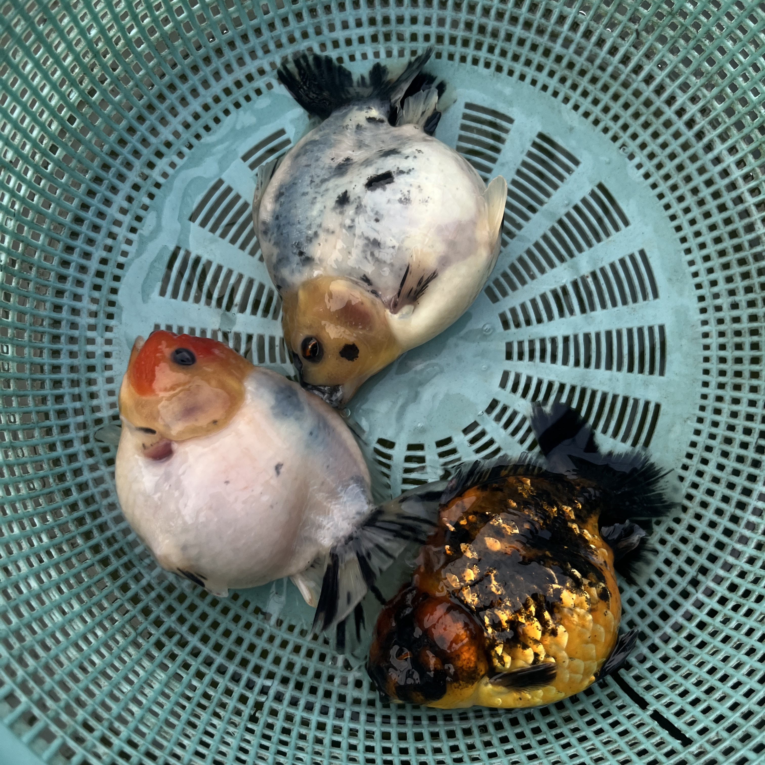 将军泰狮三条一组（顺丰包邮）