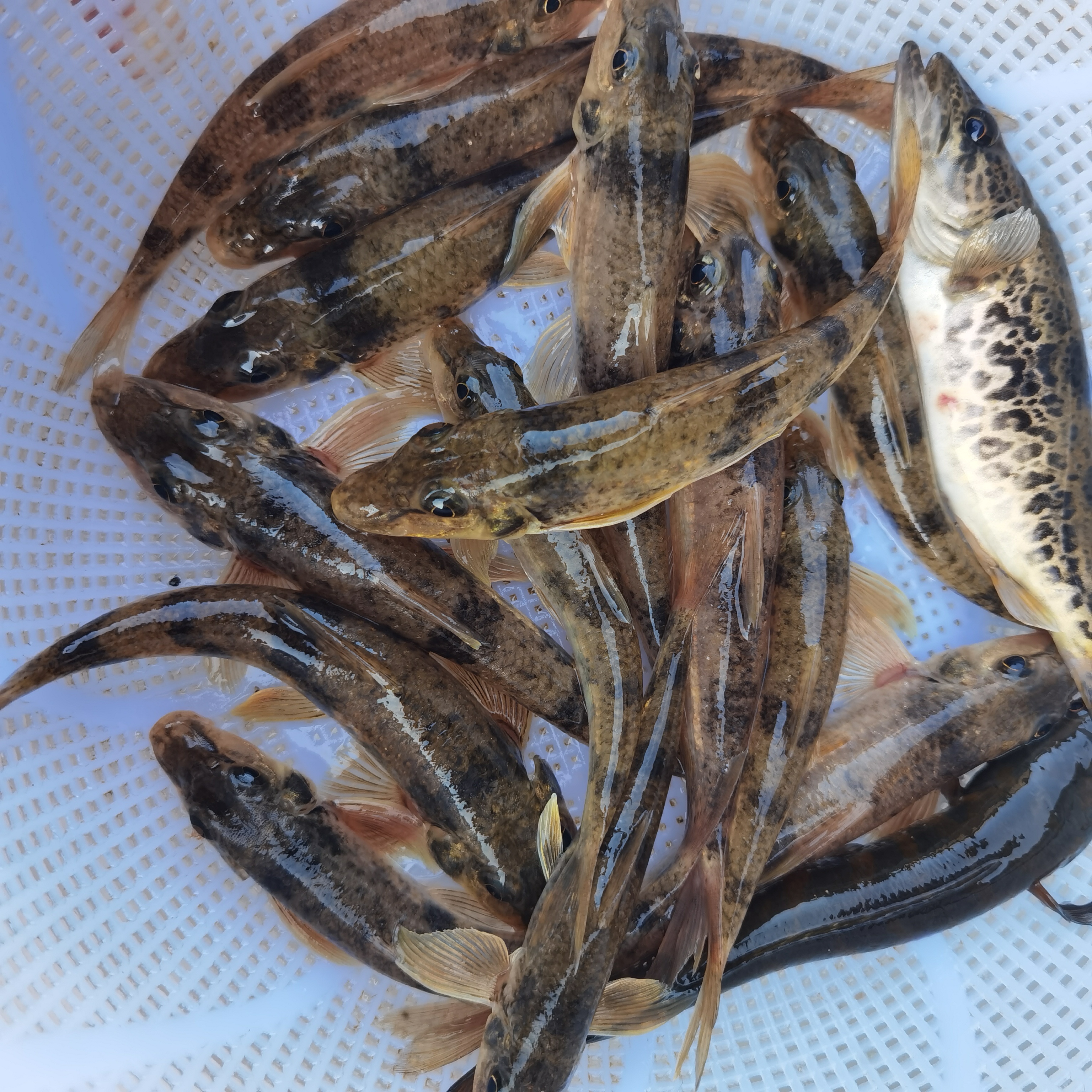 新鲜淡水小河船钉鱼棒花鱼包邮到家