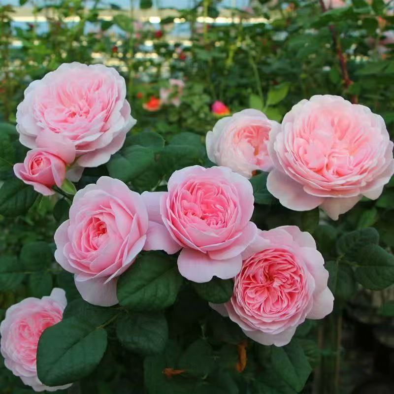 瑞典女王月季大苗欧月灌木月季花苗四季开花卉盆栽阳台爬藤植物