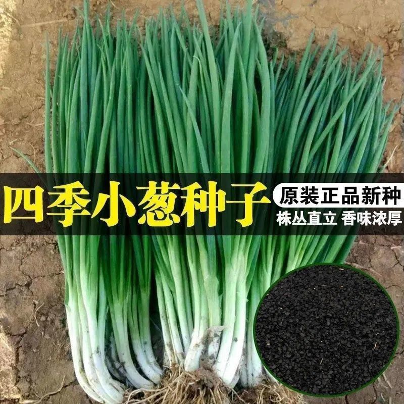 新款【四季小香葱种子】蔬菜香葱小葱菜籽葱种青菜菜种种籽