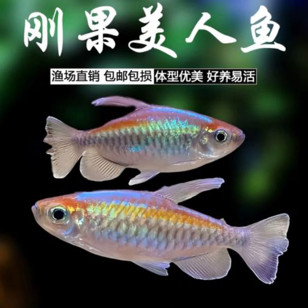 刚果美人鱼淡水草缸群游热带观赏鱼灯科纯公鱼全发色