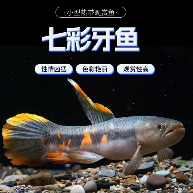 七彩牙鱼橙腹牙鱼小型猛鱼南美奥黑牙鱼加拉辛肉食性鱼类