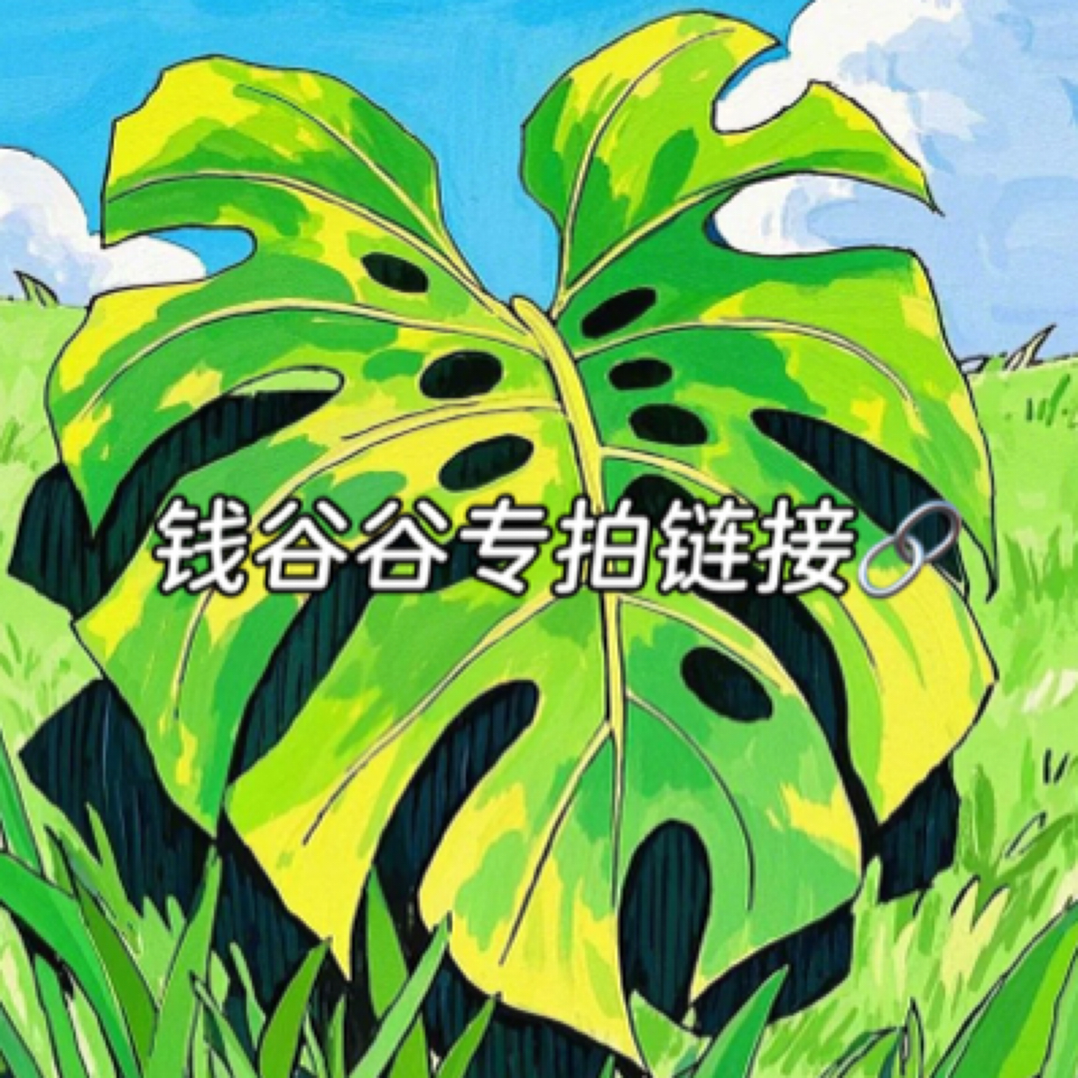 【钱谷谷】洒金龟背竹专拍链接丨不包后期锦化和轻微叶损以及蕉叶