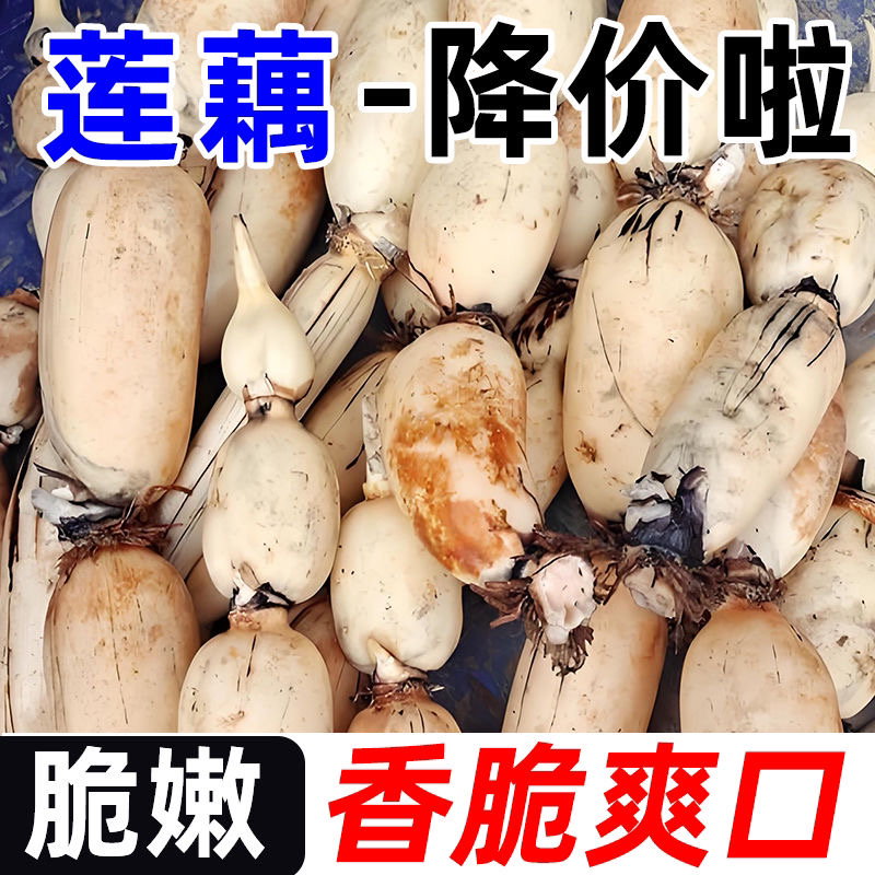 1斤3斤5斤新鲜脆藕现挖带泥菜藕脆藕鲜藕莲藕炒食藕糖藕卤菜藕嫩