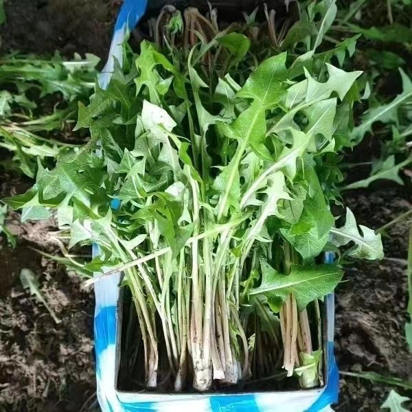 （新）新鲜现挖蒲公英正宗婆婆丁东北蘸酱菜整棵冷棚婆婆丁顺丰包邮