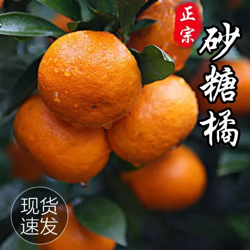 广西正宗橙子砂糖桔新鲜现摘皮薄爆汁多汁水果批发2025新鲜水果