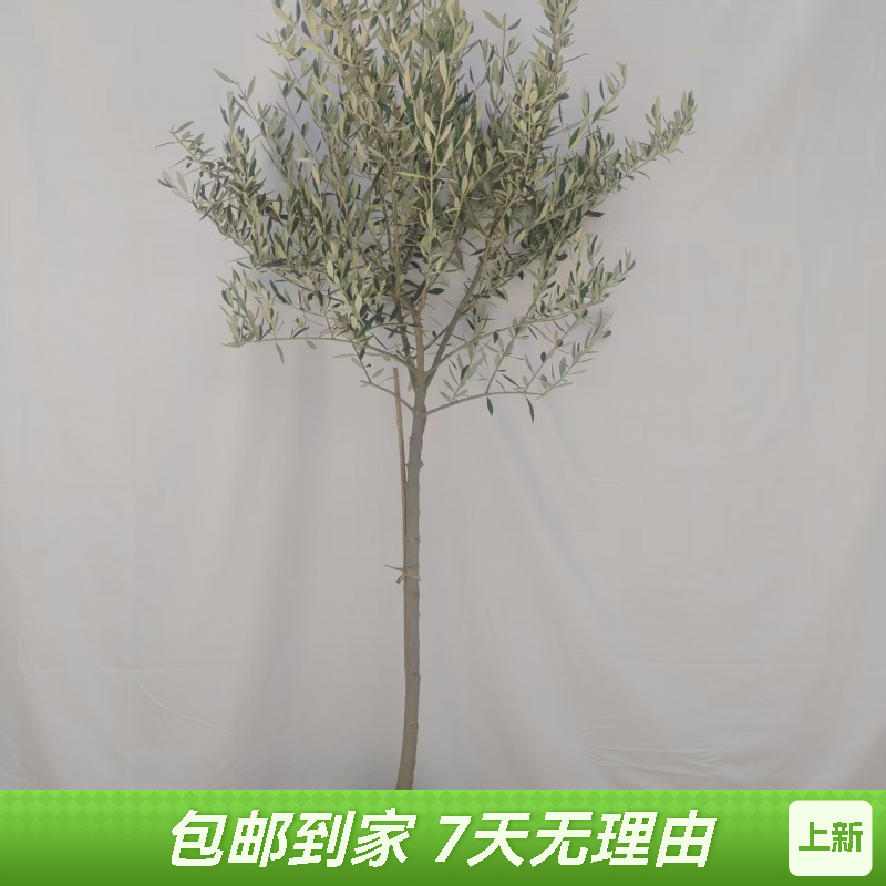 油橄榄树盆栽大型客厅绿植室内外四季常青南天竹阳台庭院好养装饰