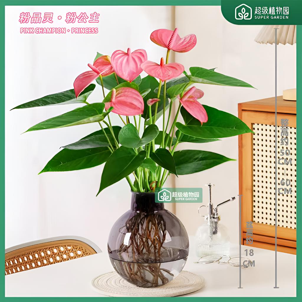 【带花发货】粉掌粉精灵水培花卉盆栽室内绿植客厅办公室净化空气