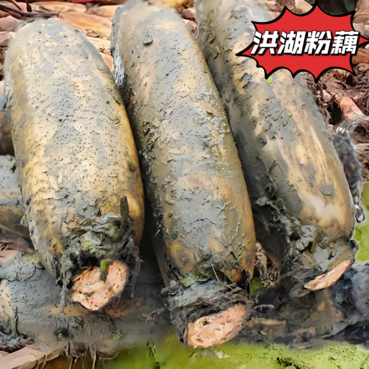 湖北洪湖煲汤粉藕 现挖现发新鲜应季蔬菜坏损包赔