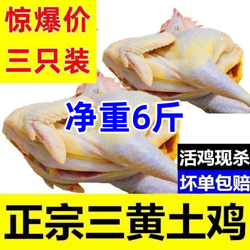【拍两只送1只】3只三黄鸡童子鸡农家散养土鸡三只毛重10斤净重6斤
